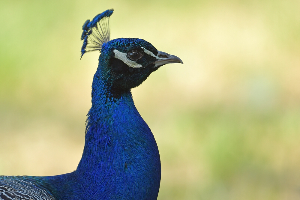 Blauer Pfau: Portrait im Abendlicht 04