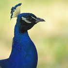 Blauer Pfau: Portrait im Abendlicht 04