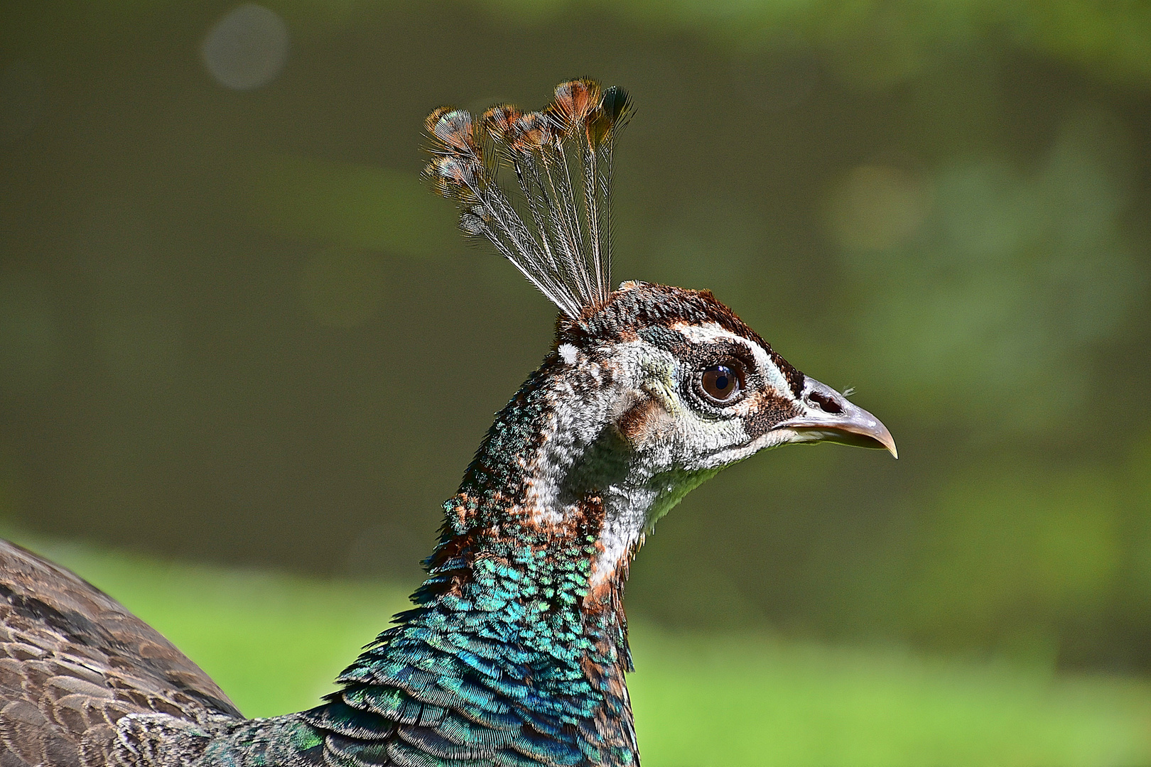 Blauer Pfau Weibchen (Pavo cristatus)