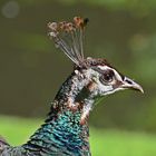 Blauer Pfau Weibchen (Pavo cristatus)