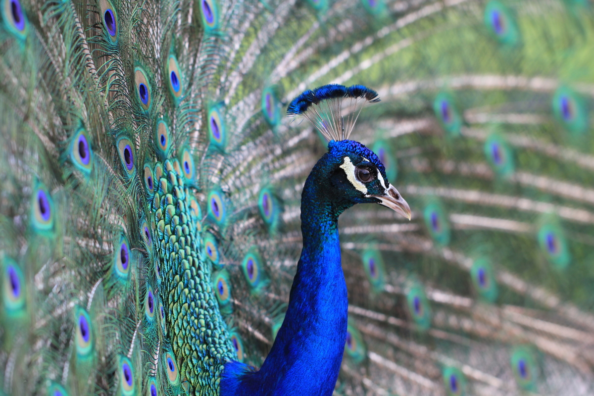 Blauer Pfau zeigt sich von seiner schönsten Seite...