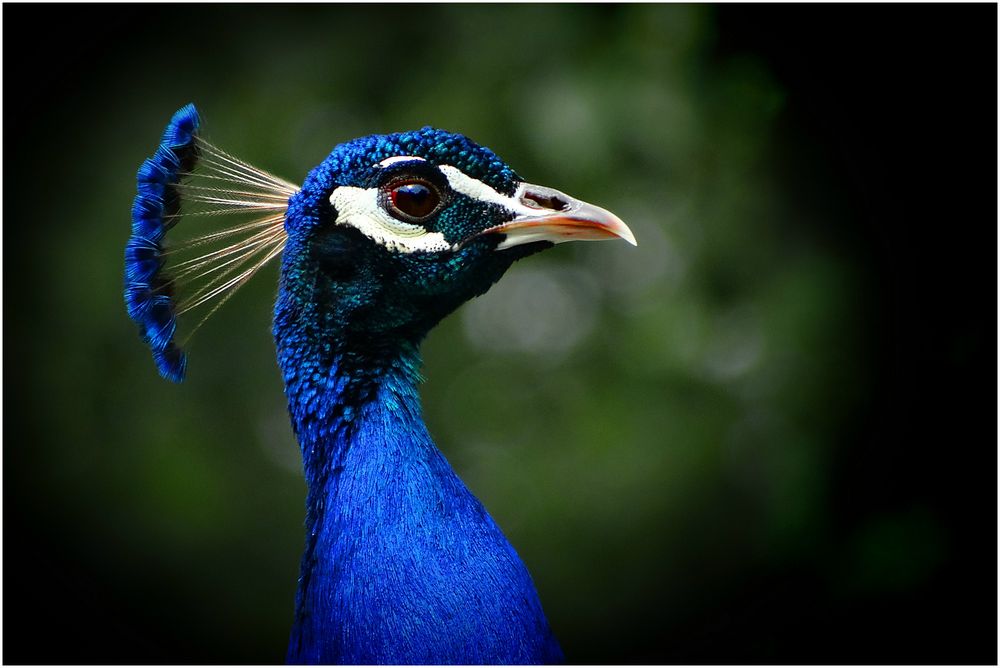 Blauer Pfau (ZOO NEUWIED)