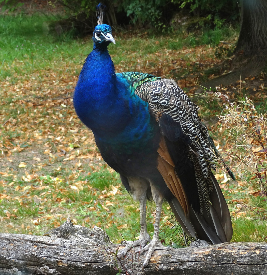 Blauer Pfau (Zoo Neuwied)