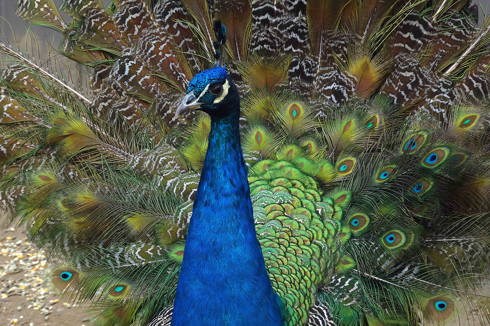 Blauer Pfau (Zoo Neuwied)