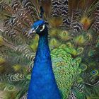 Blauer Pfau (Zoo Neuwied)