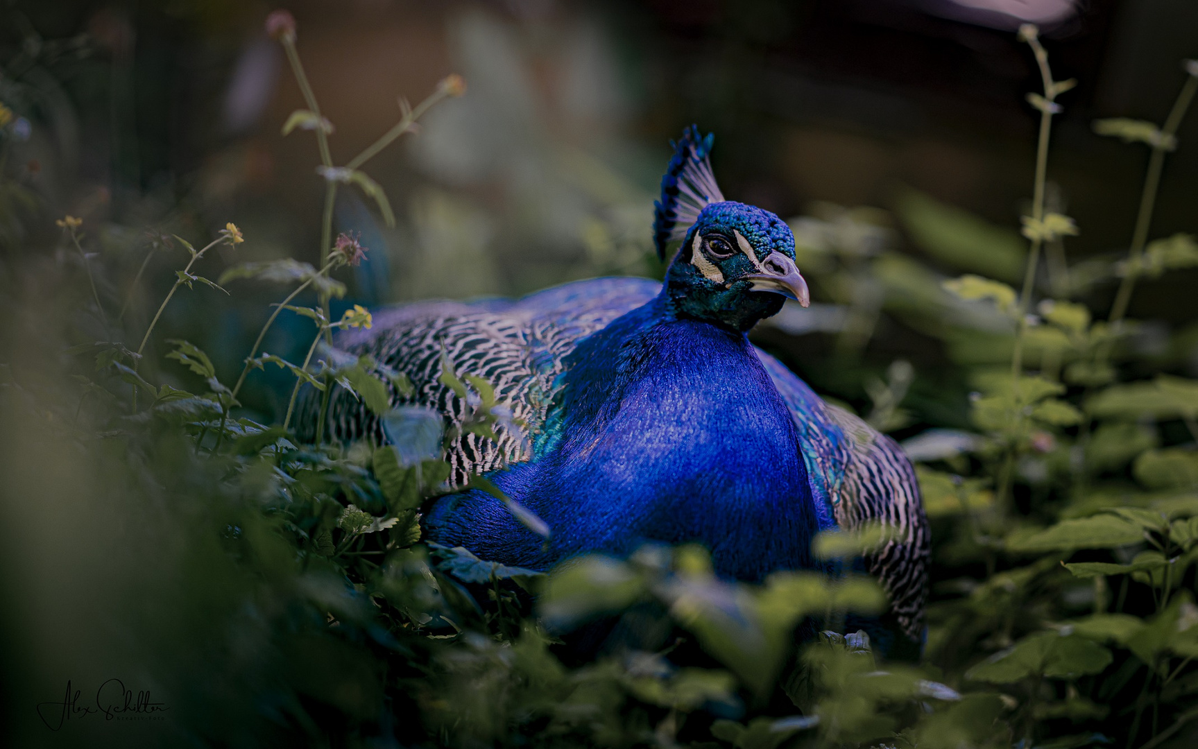 "... Blauer Pfau... Zoo Zürich... "