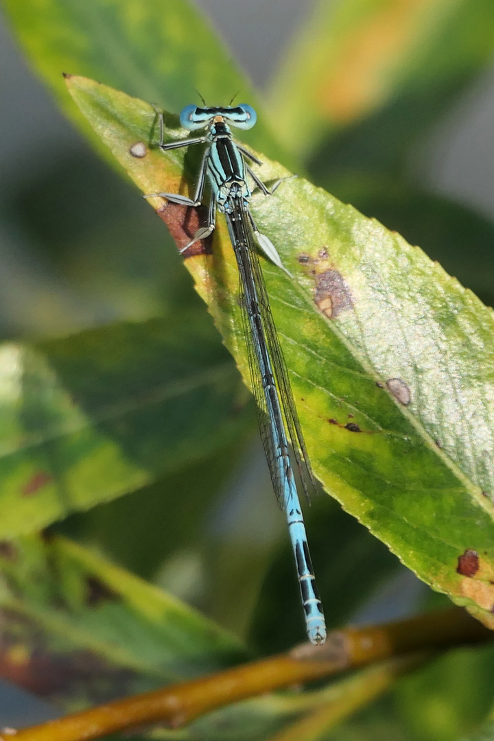 &amp;quot;blauer Pfeil&amp;quot; Foto &amp; Bild | tiere, wildlife, insekten Bilder auf ...