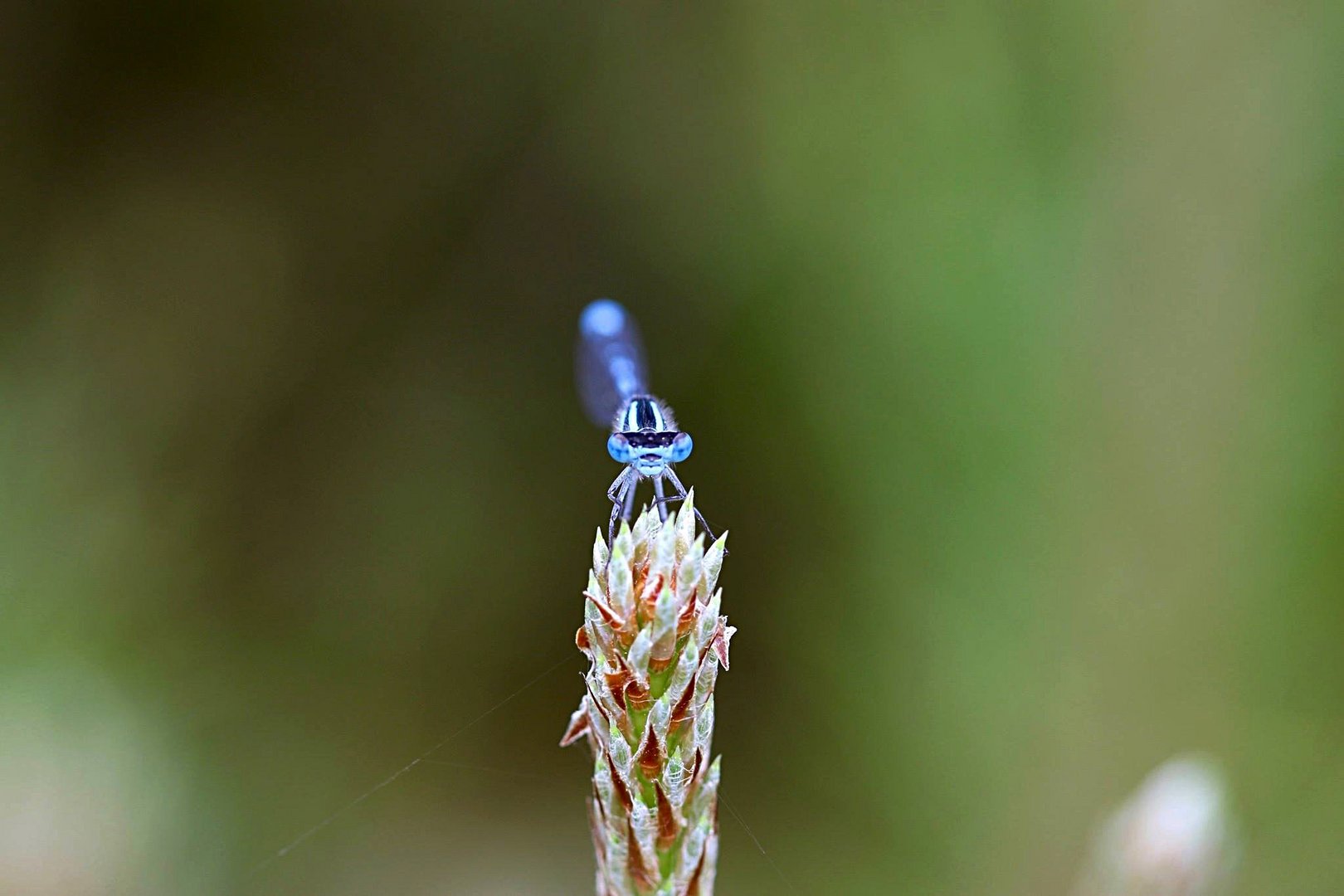 Blauer Pfeil