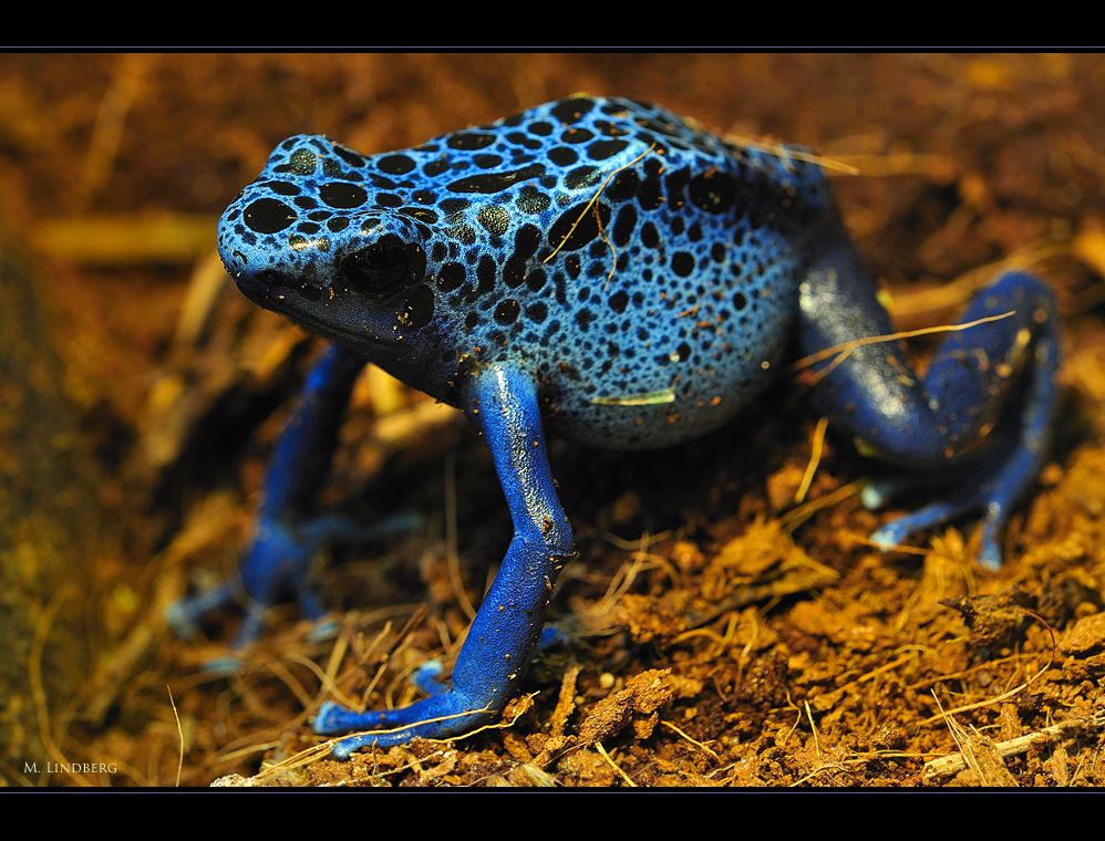 Blauer Pfeilfrosch