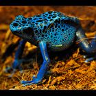 Blauer Pfeilfrosch