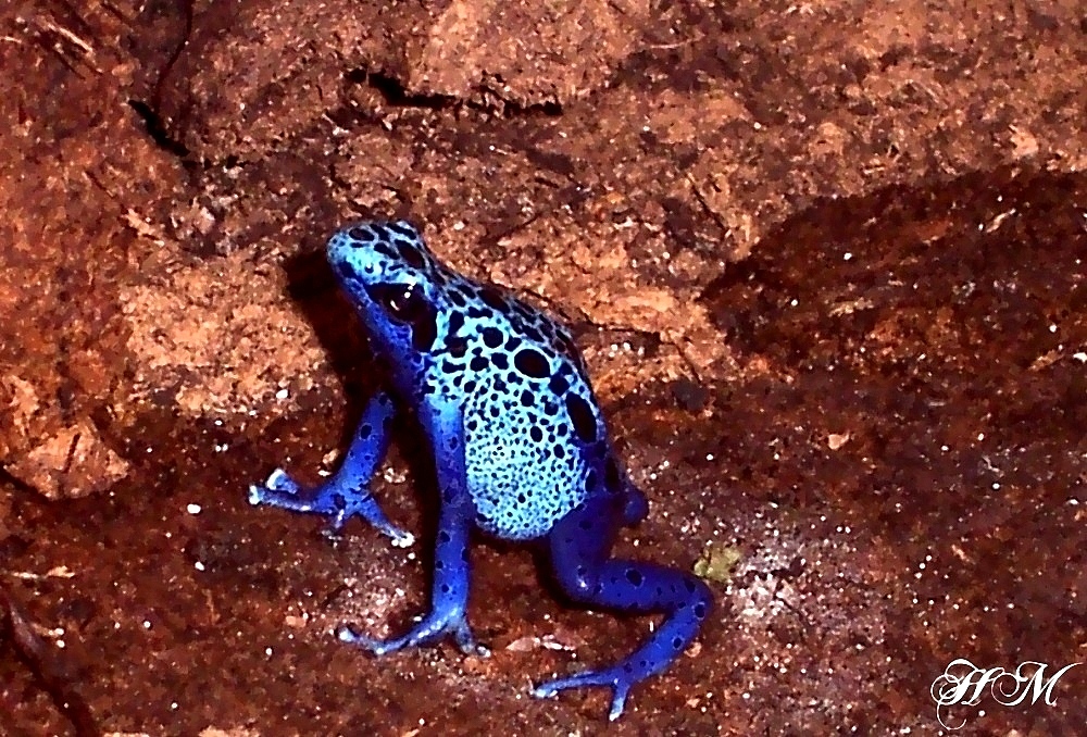 Blauer Pfeilgift-Frosch