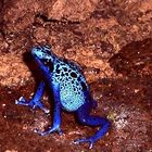 Blauer Pfeilgift-Frosch