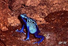 Blauer Pfeilgift-Frosch