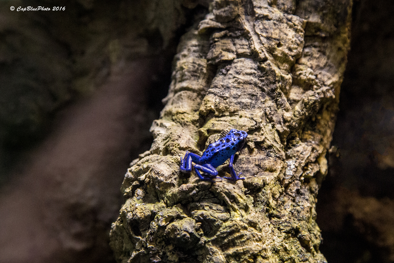 Blauer Pfeilgiftfrosch