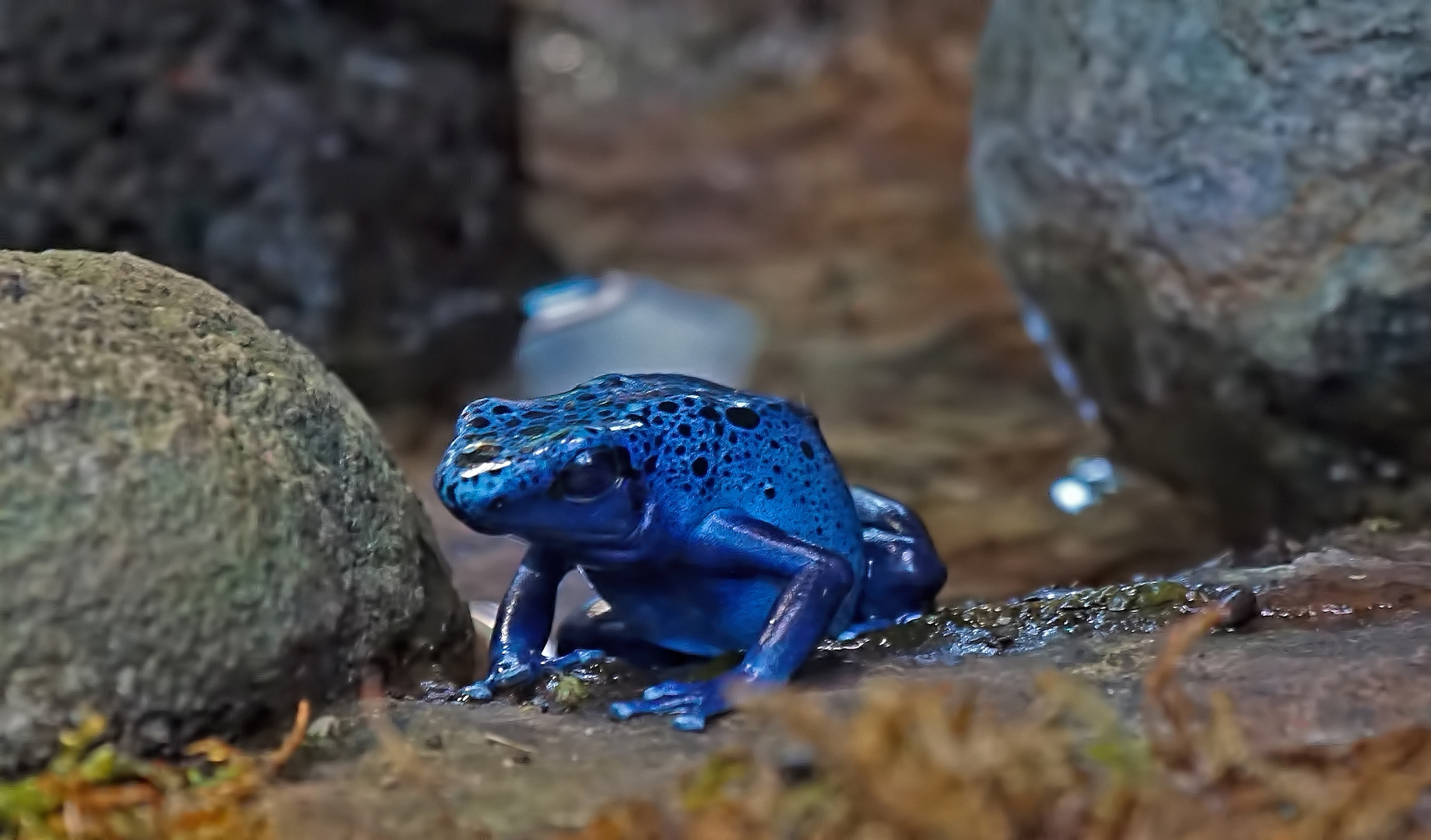 Blauer Pfeilgiftfrosch