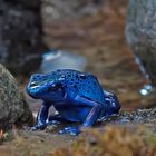 Blauer Pfeilgiftfrosch