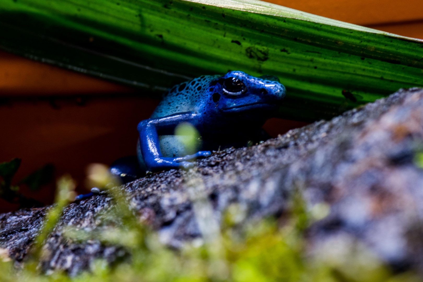 Blauer Pfeilgiftfrosch 1