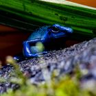 Blauer Pfeilgiftfrosch 1