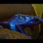 Blauer Pfeilgiftfrosch