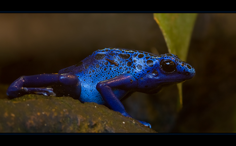 Blauer Pfeilgiftfrosch