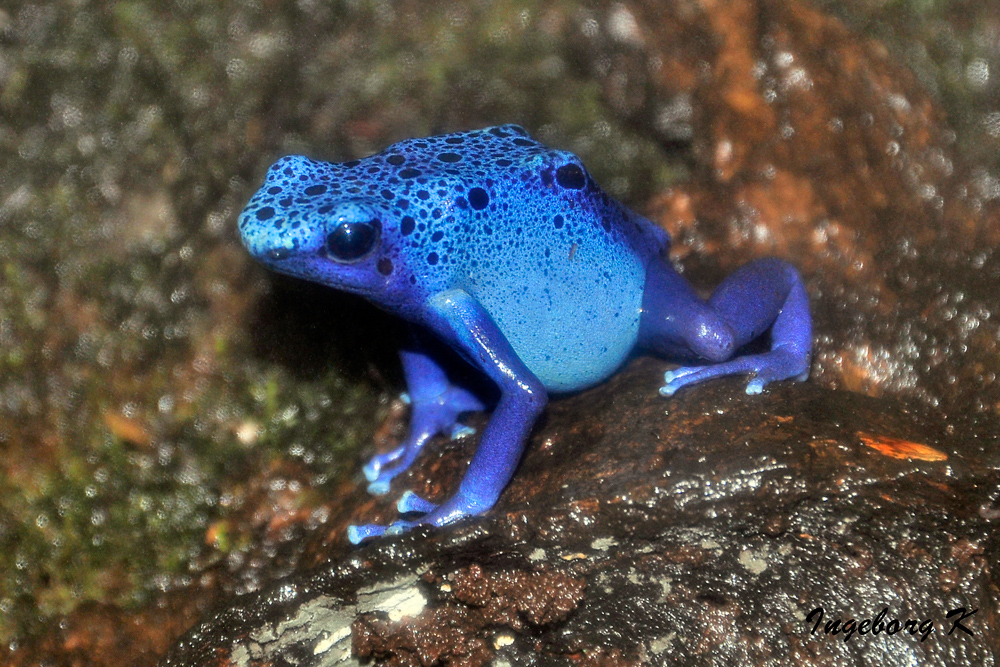 Blauer Pfeilgiftfrosch