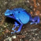 Blauer Pfeilgiftfrosch