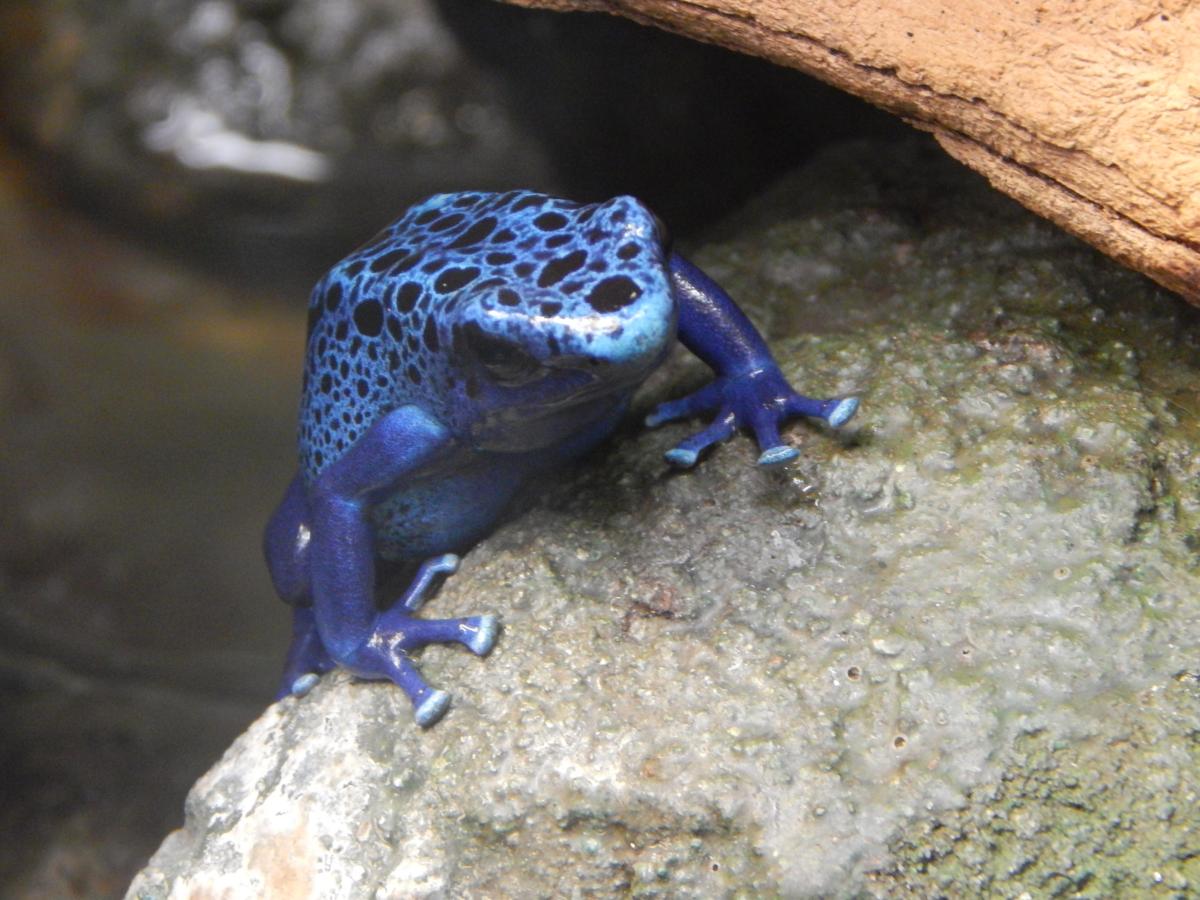 Blauer Pfeilgiftfrosch