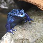 Blauer Pfeilgiftfrosch