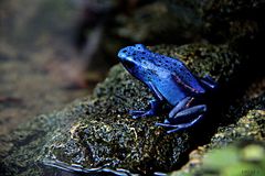 Blauer Pfeilgiftfrosch