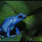 Blauer Pfeilgiftfrosch