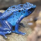 Blauer Pfeilgiftfrosch