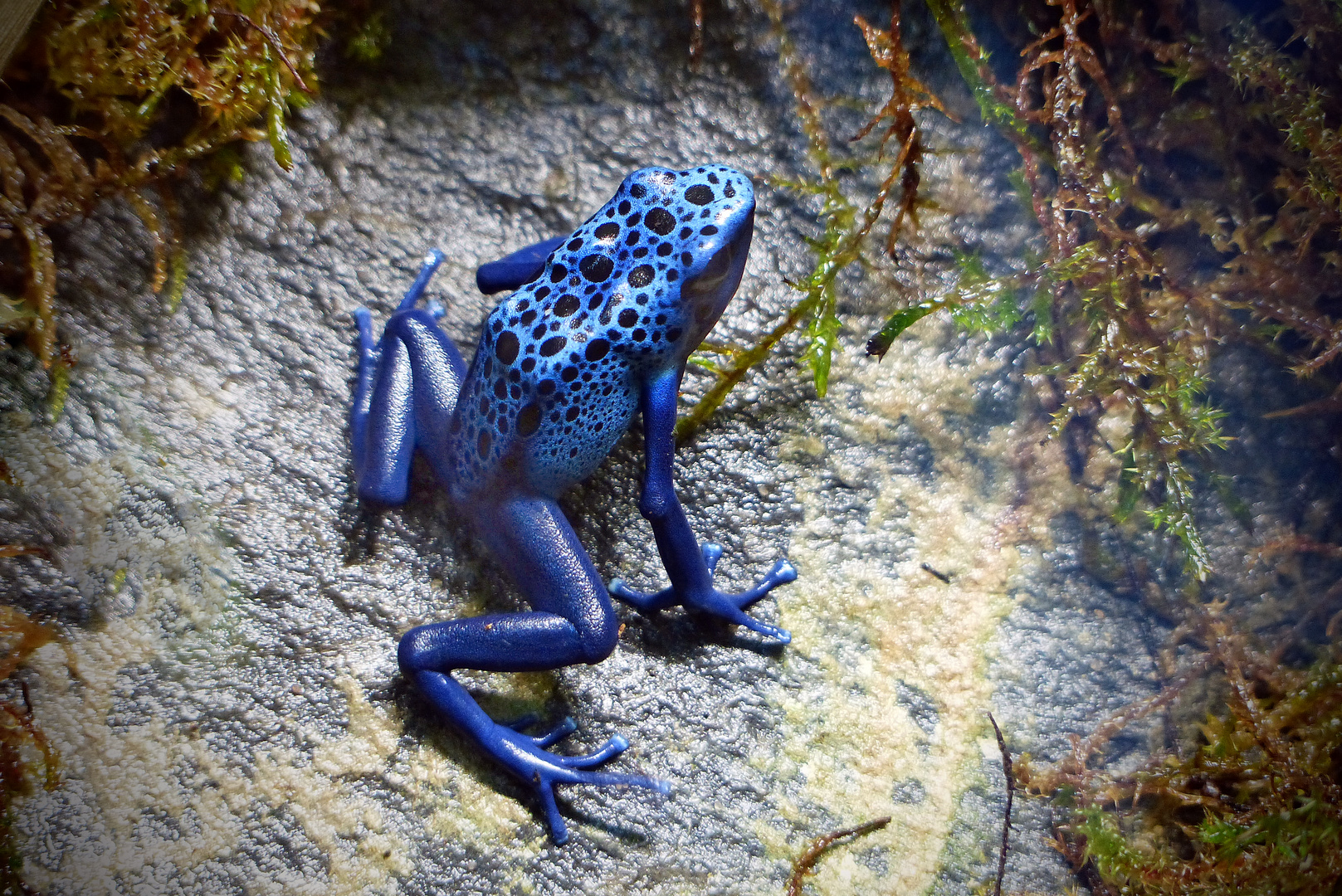 Blauer Pfeilgiftfrosch