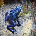 Blauer Pfeilgiftfrosch