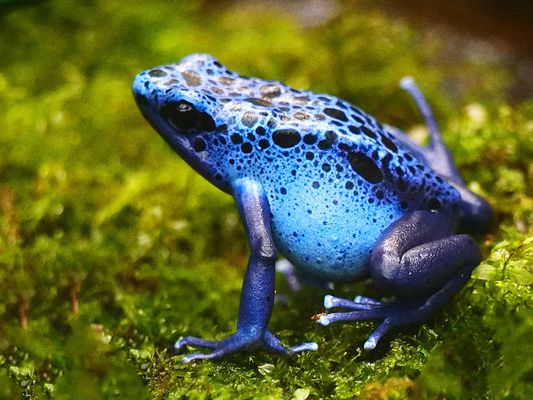 Amphibien Bilder & Fotos