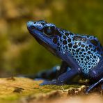 Blauer Pfeilgiftfrosch