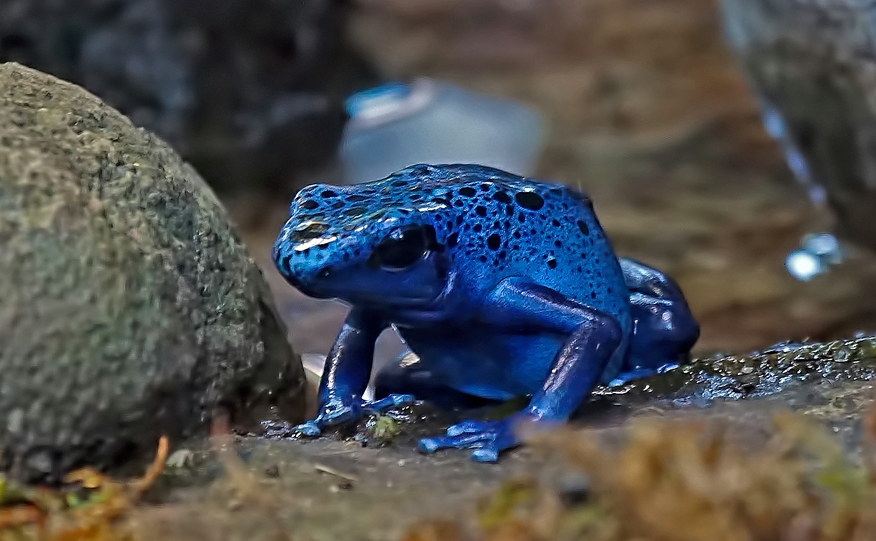 Blauer Pfeilgiftfrosch