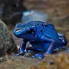 Blauer Pfeilgiftfrosch