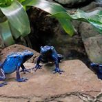 Blauer Pfeilgiftfrosch