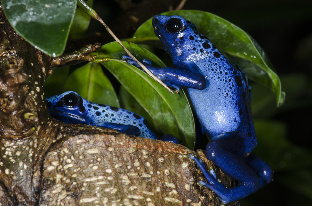 Blauer Pfeilgiftfrosch