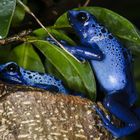 Blauer Pfeilgiftfrosch