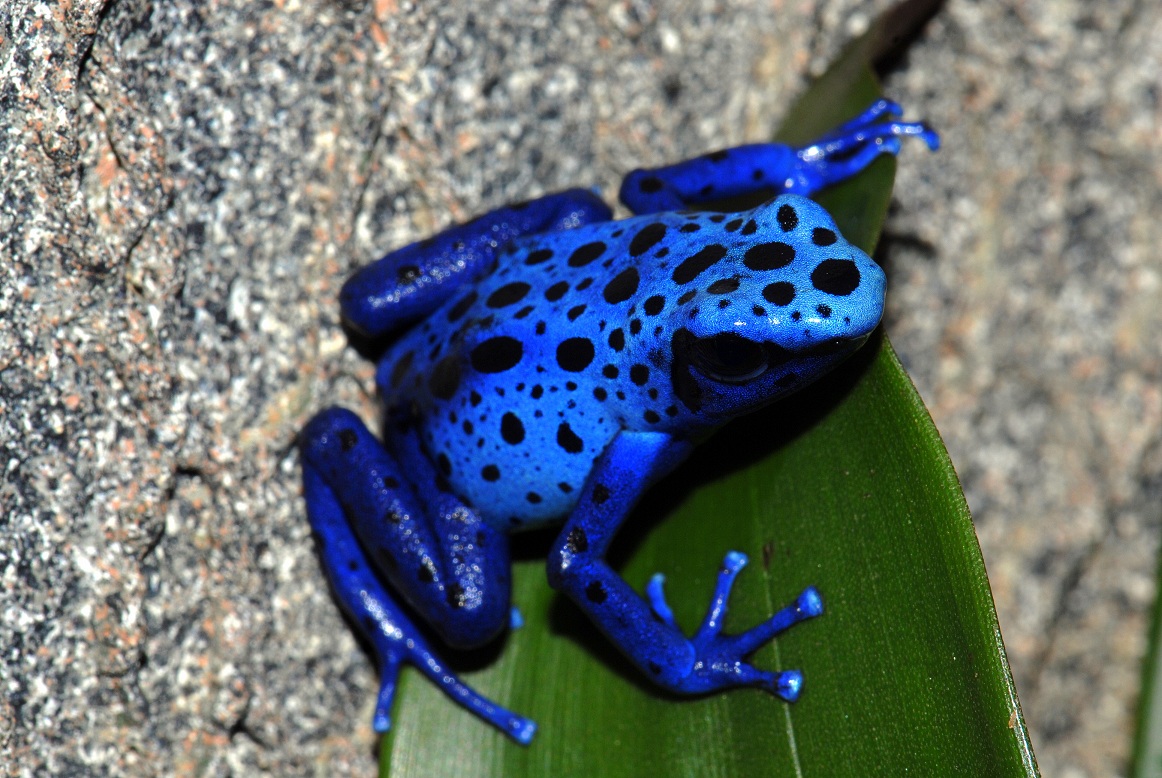 Blauer Pfeilgiftfrosch