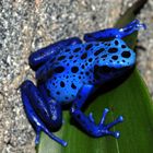 Blauer Pfeilgiftfrosch