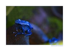 ~ Blauer Pfeilgiftfrosch ~ auf dem Sprung - aus dem Bild