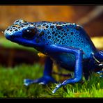 *** Blauer Pfeilgiftfrosch ***