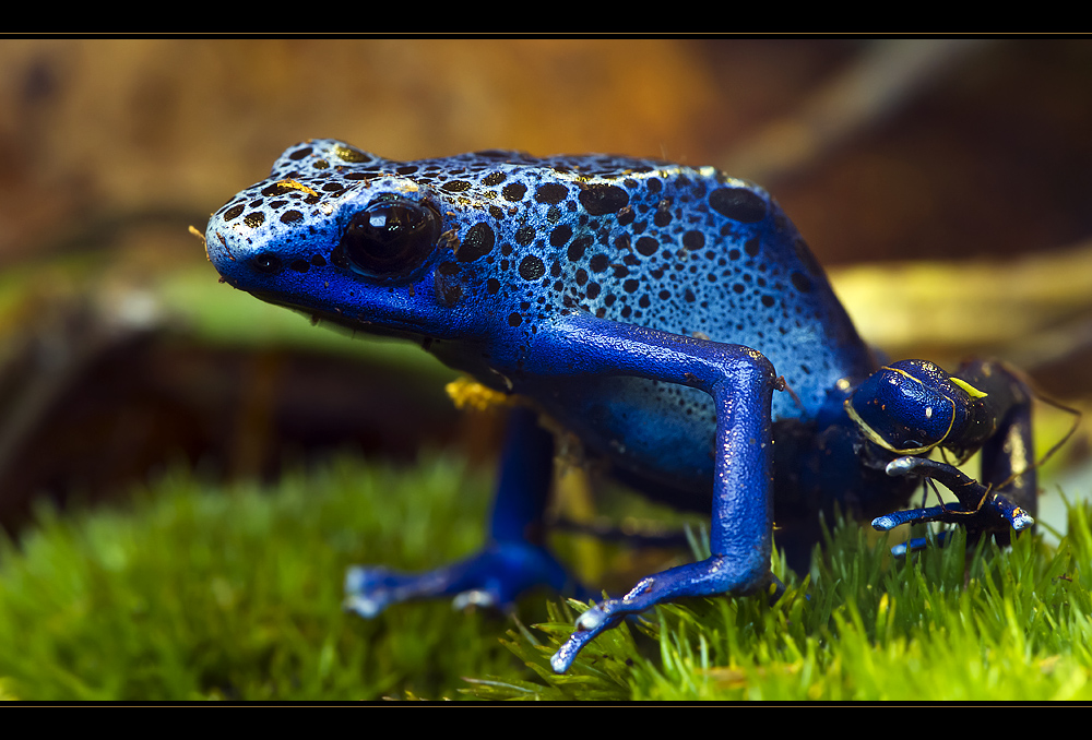 Blauer Pfeilgiftfrosch *** Foto & Bild | tiere, zoo, wildpark & falknerei, amphibien & reptilien ...
