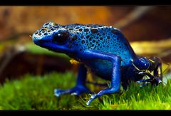 *** Blauer Pfeilgiftfrosch ***