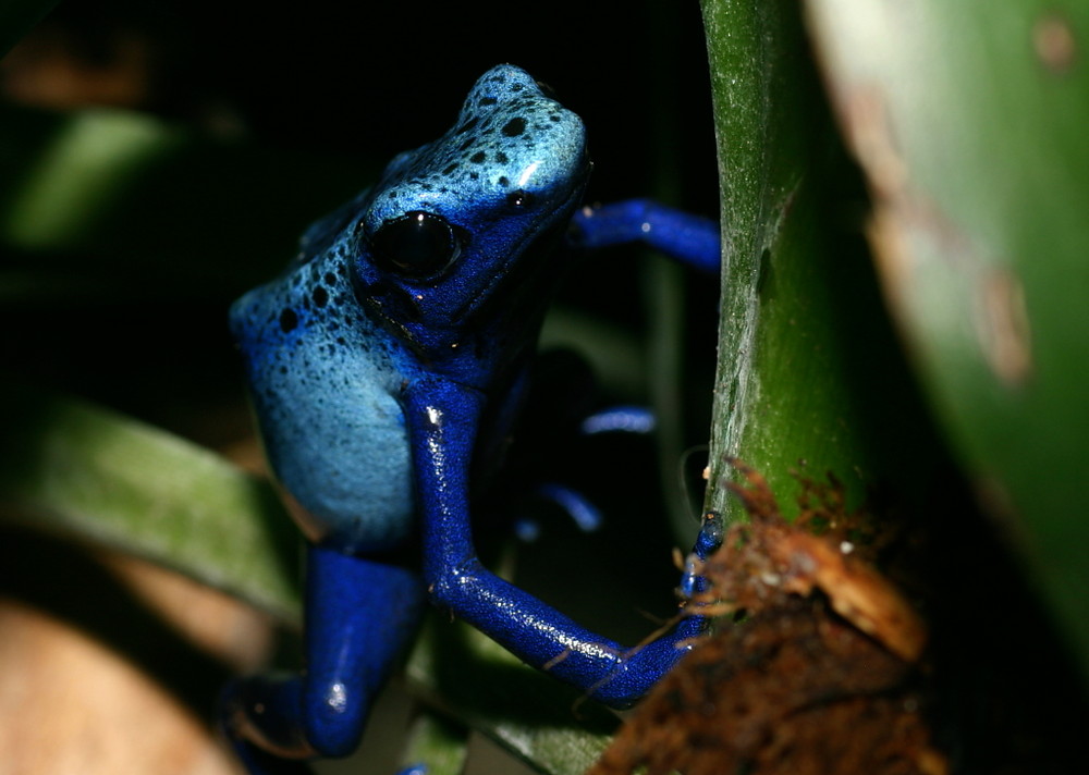 blauer Pfeilgiftfrosch