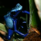 blauer Pfeilgiftfrosch