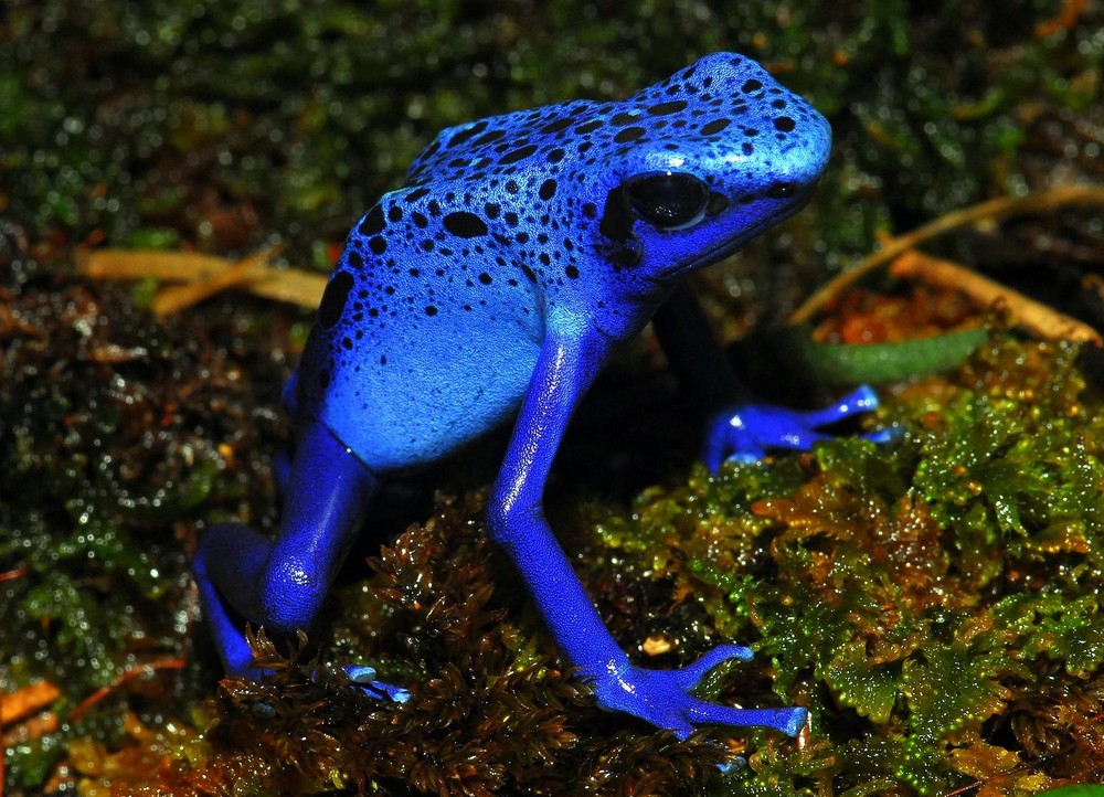 Blauer Pfeilgiftfrosch (Dendrobates azureus)