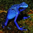 Blauer Pfeilgiftfrosch (Dendrobates azureus)